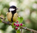 Great Tit on apple tree in spring