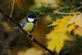 Great tit in autumn Royalty Free Stock Photo