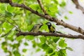 Great Tit, Baby Titmouse