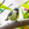 Great Tit, Baby Titmouse
