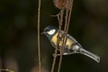 A Great tit balances on the stems of the fuller's teasel in the field.