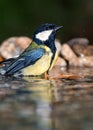 Great tit bathing Royalty Free Stock Photo