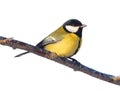 Great tit bird