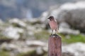 Great tit bird Royalty Free Stock Photo