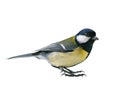 Great Tit bird Royalty Free Stock Photo