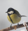 Great Tit bird Royalty Free Stock Photo