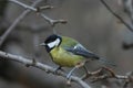 Great tit bird on branch Royalty Free Stock Photo