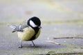 Great tit bird in close-up view at the Veluwe Royalty Free Stock Photo