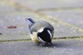 Great tit bird in close-up view at the Veluwe Royalty Free Stock Photo