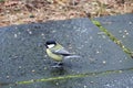 Great tit bird in close-up view at the Veluwe Royalty Free Stock Photo