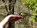 The bird eating from the hand