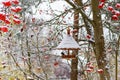 Great tit in bird feeder house at European Rowan tree, snowy nature