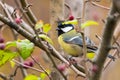 Great Tit Bird in Its Eating Hideout