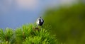 Great tit bird in juniper