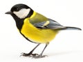 Ai Generated illustration Wildlife Concept of Great Tit bird Royalty Free Stock Photo