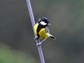 Great Tit Bird Morning Chirping