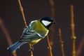 Great tit bird Parus major on branch of bush, near bird feeder. Royalty Free Stock Photo