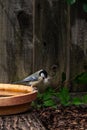 Great tit bird, Parus major, perched on the edge of a bird bath with a beak full of nest building cat fur