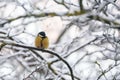 Great tit bird Parus major sitting on snow covered branch of tree Royalty Free Stock Photo