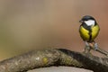 Great tit bird parus major standing on tree branch Royalty Free Stock Photo