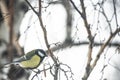 Great Tit Bird Perched on a Branch Royalty Free Stock Photo