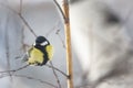 Great Tit Bird Perched on a Branch Royalty Free Stock Photo