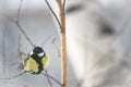 Great Tit Bird Perched on a Branch Royalty Free Stock Photo