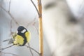 Great Tit Bird Perched on a Branch Royalty Free Stock Photo