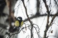 Great Tit Bird Perched on a Branch Royalty Free Stock Photo