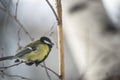 Great Tit Bird Perched on a Branch Royalty Free Stock Photo