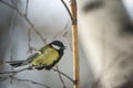 Great Tit Bird Perched on a Branch Royalty Free Stock Photo