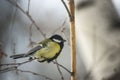 Great Tit Bird Perched on a Branch Royalty Free Stock Photo