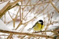 The Great tit bird perching on a tree branch