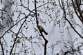 Great tit bird singing in the tree tops near to Oss, Netherlands Royalty Free Stock Photo