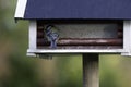 A Great tit bird sitting on a feeding station Royalty Free Stock Photo