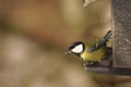 Great Tit Bird on Sunflower Seed Feeder Royalty Free Stock Photo