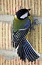Great tit bird on the wall Royalty Free Stock Photo
