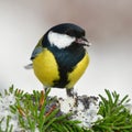 Great tit bird in winter time Royalty Free Stock Photo