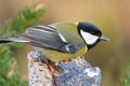 Great tit bird in winter time Royalty Free Stock Photo