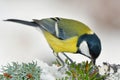 Great tit bird in winter time Royalty Free Stock Photo