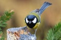 Great tit bird in winter time Royalty Free Stock Photo