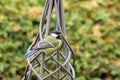 Great tit bird in yellow black color perching on metal garden or