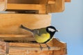Great tit bird in yellow and black color perching on wooden bird