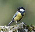 Great tit bird Royalty Free Stock Photo