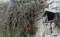 Great tit on birdhouse in backyard, European Parus Major bird