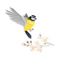 Great Tit with Black Head and Yellow Body Flying Towards Apple Blossom Branch Vector Illustration Royalty Free Stock Photo