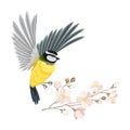 Great Tit with Black Head and Yellow Body Flying Towards Apple Blossom Branch Vector Illustration Royalty Free Stock Photo
