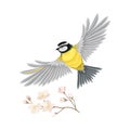 Great Tit with Black Head and Yellow Body Flying Towards Apple Blossom Branch Vector Illustration Royalty Free Stock Photo