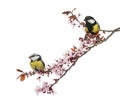 Great Tit and Blue Tit perched on a blossoming branch, isolated Royalty Free Stock Photo