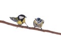 Great tit and blue tit strains into attitude isolated on white